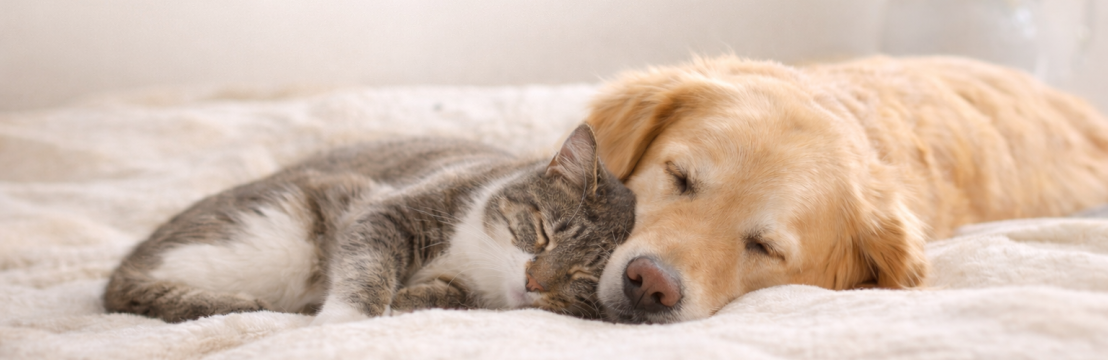 Gentle Pet Passages